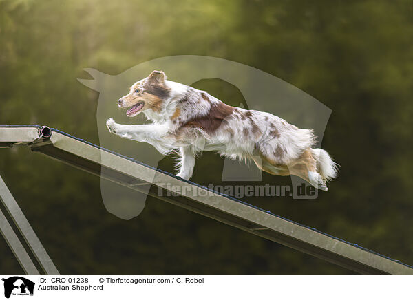 Australian Shepherd / Australian Shepherd / CRO-01238