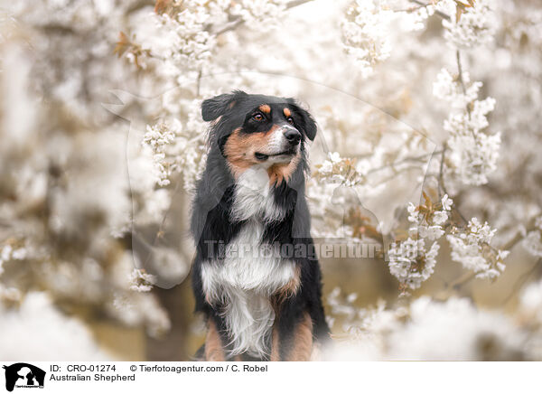 Australian Shepherd / Australian Shepherd / CRO-01274