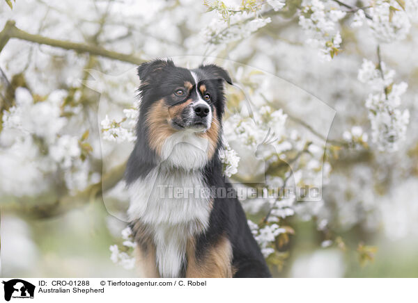 Australian Shepherd / Australian Shepherd / CRO-01288