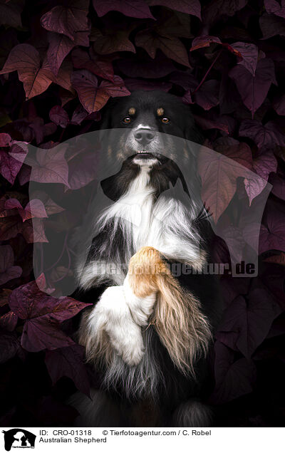Australian Shepherd / CRO-01318