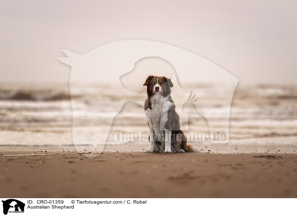Australian Shepherd / Australian Shepherd / CRO-01359