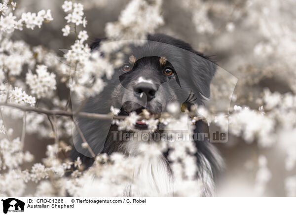 Australian Shepherd / Australian Shepherd / CRO-01366