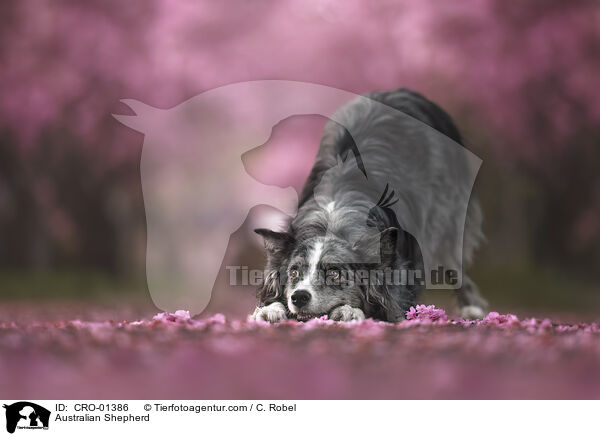 Australian Shepherd / Australian Shepherd / CRO-01386
