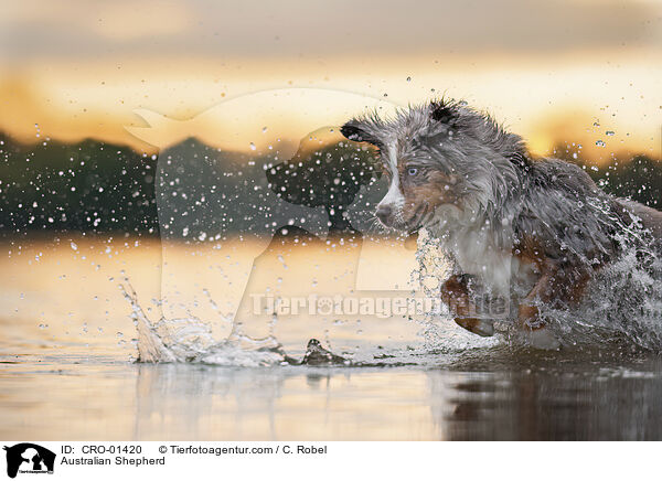 Australian Shepherd / Australian Shepherd / CRO-01420