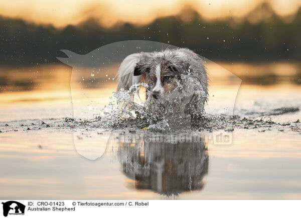 Australian Shepherd / Australian Shepherd / CRO-01423