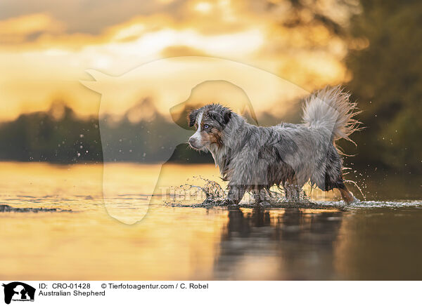 Australian Shepherd / Australian Shepherd / CRO-01428