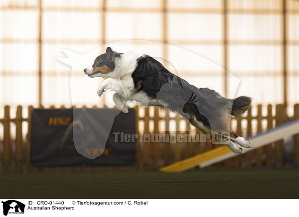 Australian Shepherd / Australian Shepherd / CRO-01440