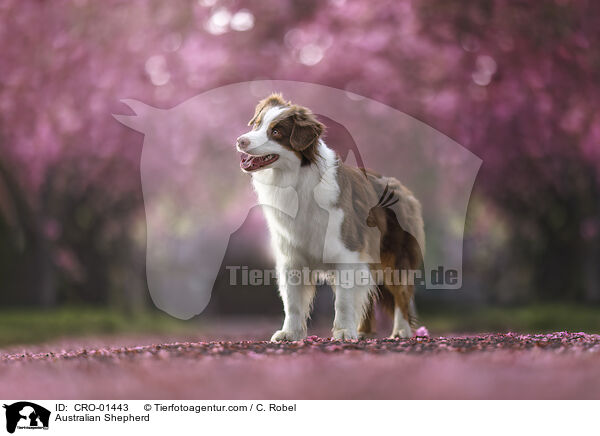 Australian Shepherd / Australian Shepherd / CRO-01443