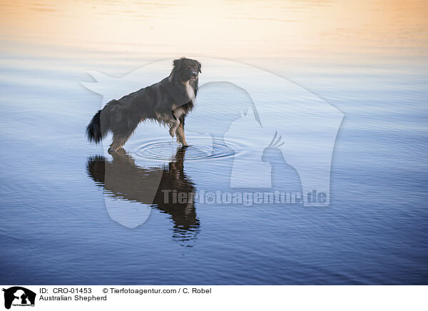 Australian Shepherd / Australian Shepherd / CRO-01453