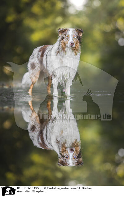 Australian Shepherd / Australian Shepherd / JEB-03195