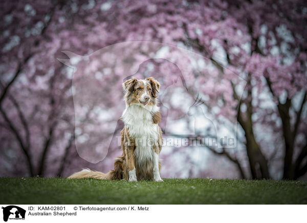 Australian Shepherd / Australian Shepherd / KAM-02801