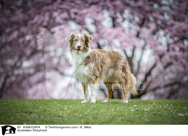 Australian Shepherd / Australian Shepherd / KAM-02804