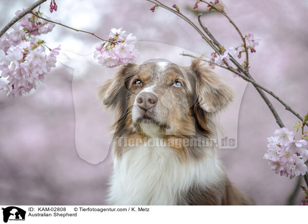 Australian Shepherd / Australian Shepherd / KAM-02808