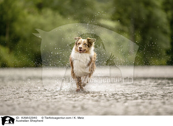Australian Shepherd / Australian Shepherd / KAM-02940