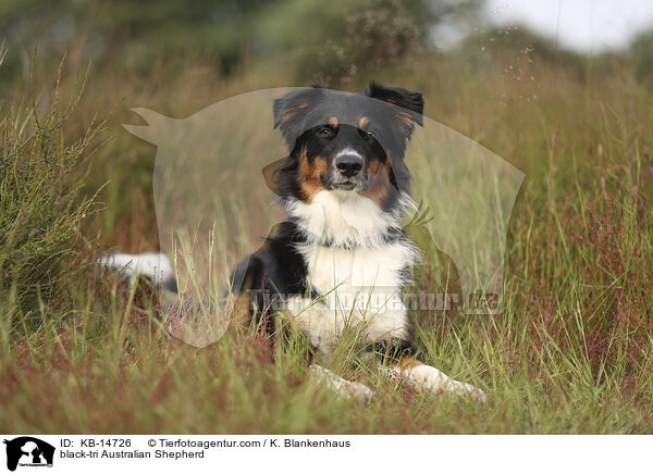 black-tri Australian Shepherd / black-tri Australian Shepherd / KB-14726