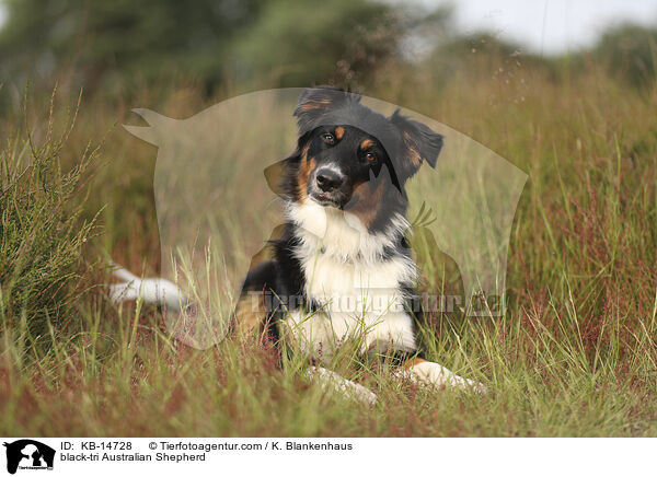 black-tri Australian Shepherd / black-tri Australian Shepherd / KB-14728
