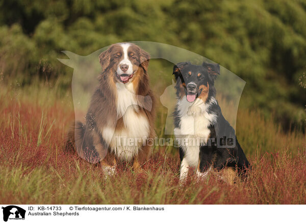 Australian Shepherds / Australian Shepherds / KB-14733