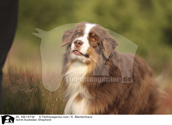 red-tri Australian Shepherd / red-tri Australian Shepherd / KB-14738