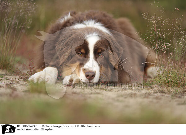 red-tri Australian Shepherd / red-tri Australian Shepherd / KB-14743