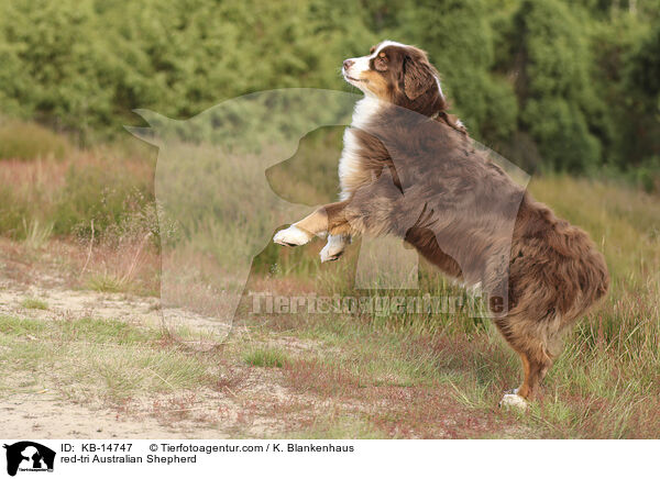 red-tri Australian Shepherd / red-tri Australian Shepherd / KB-14747
