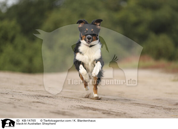 black-tri Australian Shepherd / black-tri Australian Shepherd / KB-14765