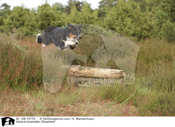 black-tri Australian Shepherd / black-tri Australian Shepherd / KB-14779