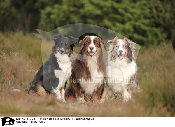 Australian Shepherds / Australian Shepherds / KB-14785