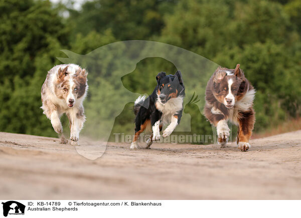 Australian Shepherds / Australian Shepherds / KB-14789