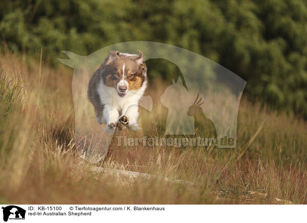 red-tri Australian Shepherd / red-tri Australian Shepherd / KB-15100