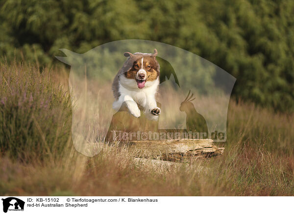 red-tri Australian Shepherd / red-tri Australian Shepherd / KB-15102
