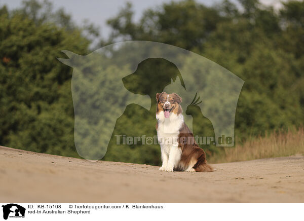 red-tri Australian Shepherd / red-tri Australian Shepherd / KB-15108