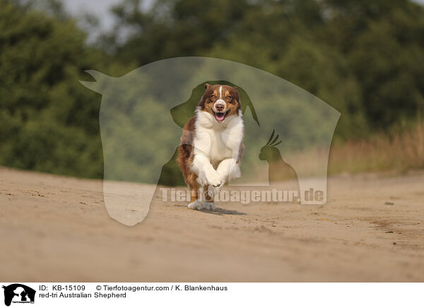 red-tri Australian Shepherd / red-tri Australian Shepherd / KB-15109