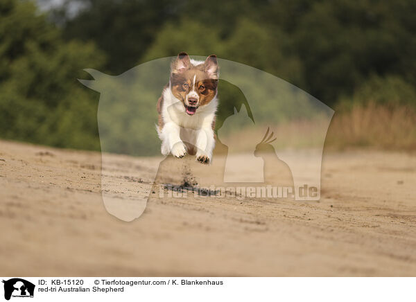 red-tri Australian Shepherd / red-tri Australian Shepherd / KB-15120