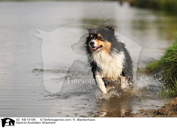 black-tri Australian Shepherd / black-tri Australian Shepherd / KB-15196