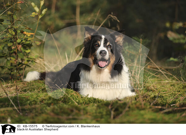 black-tri Australian Shepherd / black-tri Australian Shepherd / KB-15575