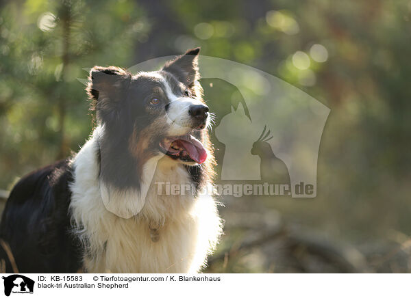 black-tri Australian Shepherd / black-tri Australian Shepherd / KB-15583