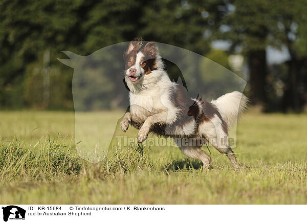 red-tri Australian Shepherd / red-tri Australian Shepherd / KB-15684