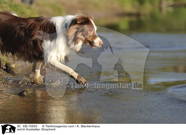 red-tri Australian Shepherd / red-tri Australian Shepherd / KB-15693