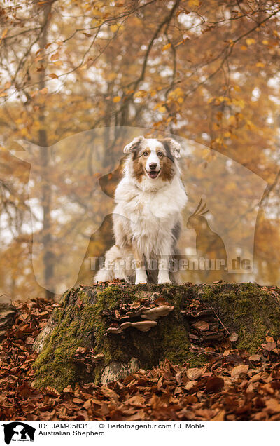 Australian Shepherd / Australian Shepherd / JAM-05831