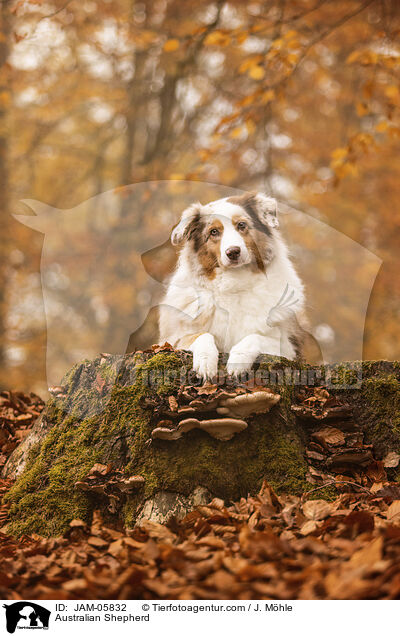 Australian Shepherd / Australian Shepherd / JAM-05832