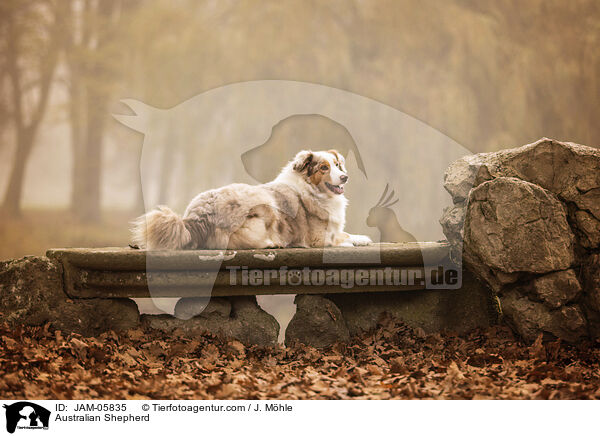 Australian Shepherd / Australian Shepherd / JAM-05835