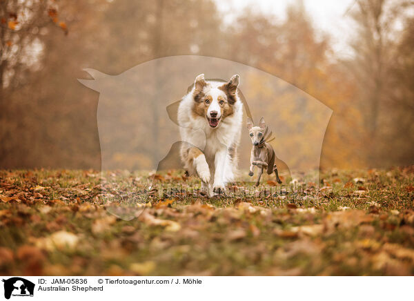 Australian Shepherd / Australian Shepherd / JAM-05836