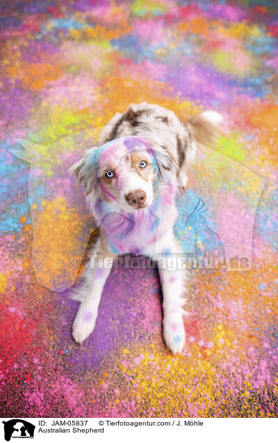 Australian Shepherd / Australian Shepherd / JAM-05837