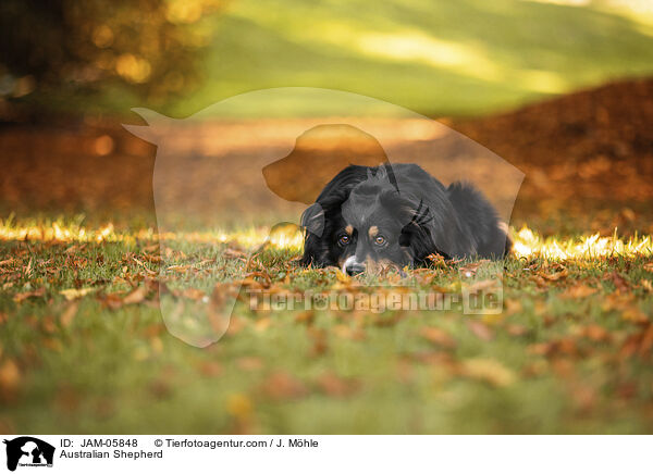 Australian Shepherd / Australian Shepherd / JAM-05848