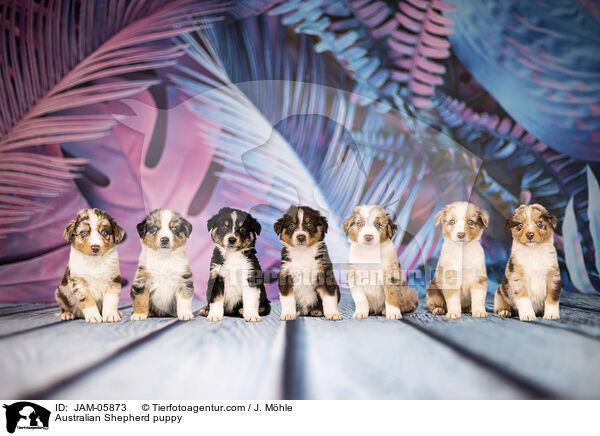 Australian Shepherd Welpe / Australian Shepherd puppy / JAM-05873