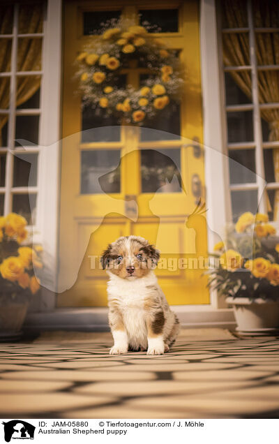 Australian Shepherd Welpe / Australian Shepherd puppy / JAM-05880