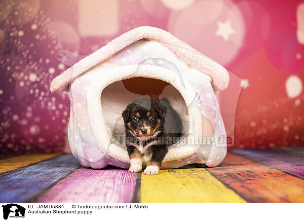 Australian Shepherd Welpe / Australian Shepherd puppy / JAM-05884
