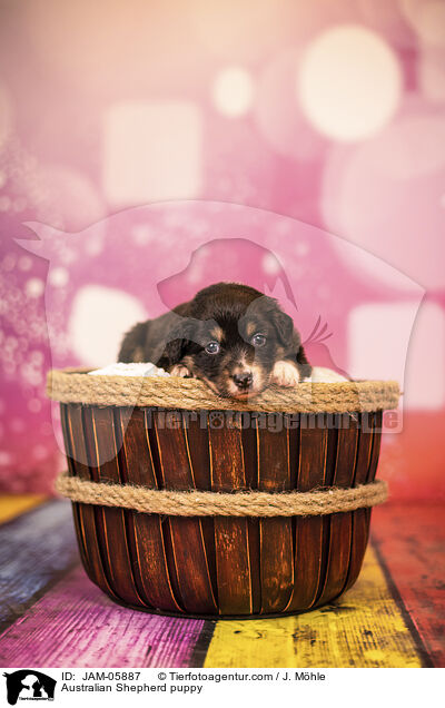 Australian Shepherd Welpe / Australian Shepherd puppy / JAM-05887