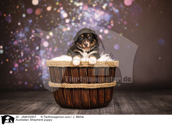 Australian Shepherd Welpe / Australian Shepherd puppy / JAM-05907