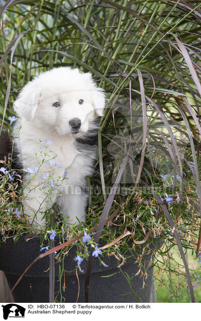 Australian Shepherd Welpe / Australian Shepherd puppy / HBO-07136